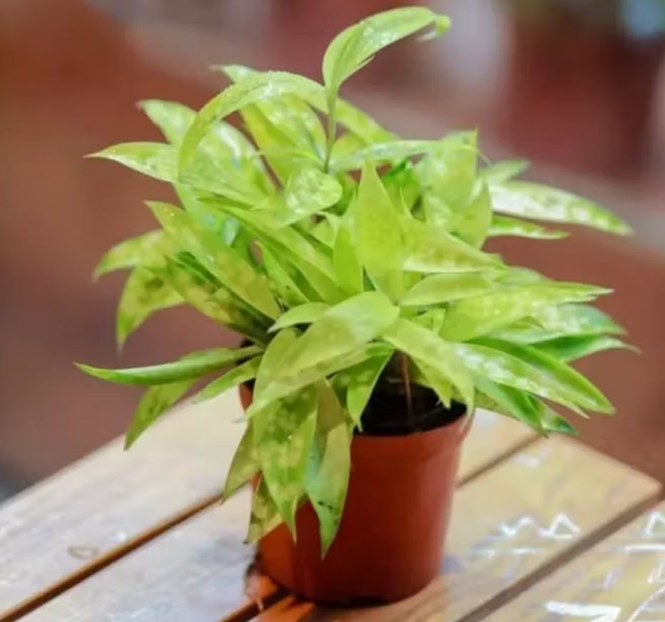 Nguồn gốc cây Trúc Nhật Vàng